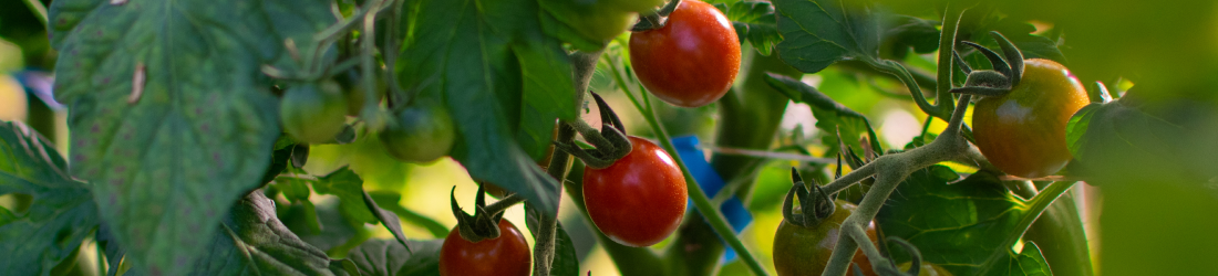 About Kadowaki Farm