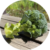 Broccolis