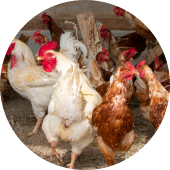Chickens