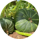 Pumpkins