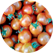 Tomatoes