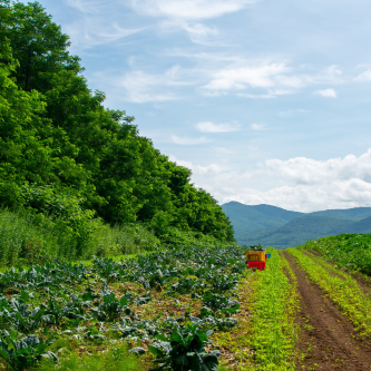 Field
