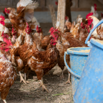 Chickens